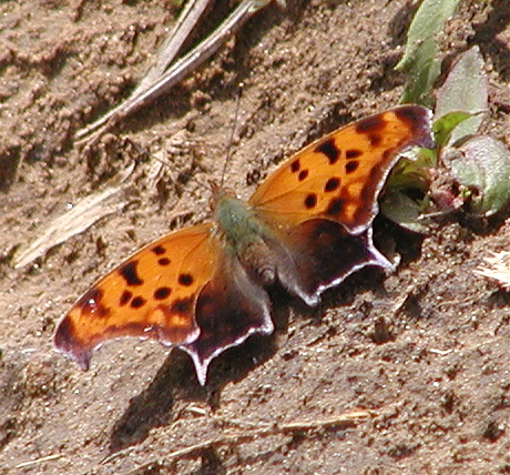 Butterfly #5