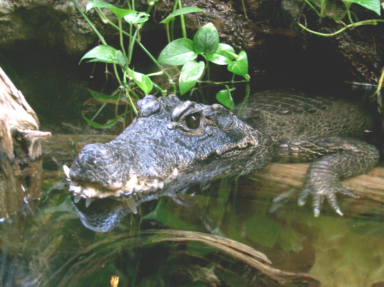 Alligator