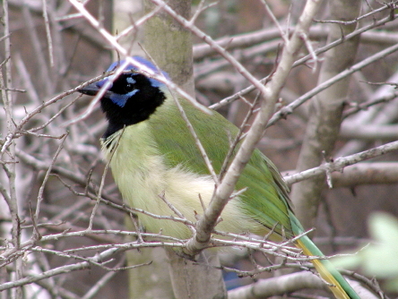 Green Jay