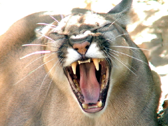 Cougar