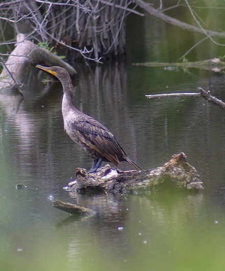 Cormorant