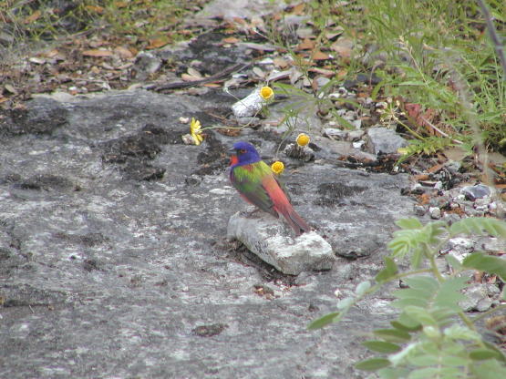 Painted Bunting