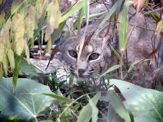 Bobcat 081504
