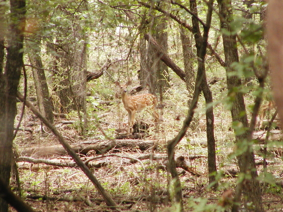Deer 081504