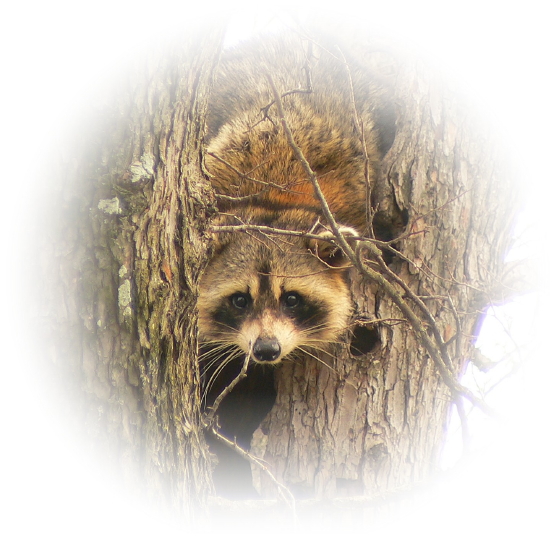Raccoon