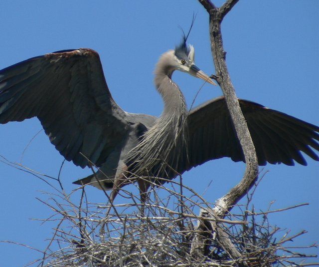 Female Heron...on the nest.