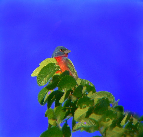 Painted Bunting