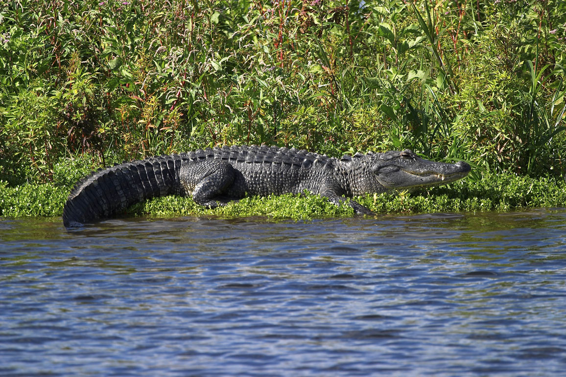 Sun Bathing