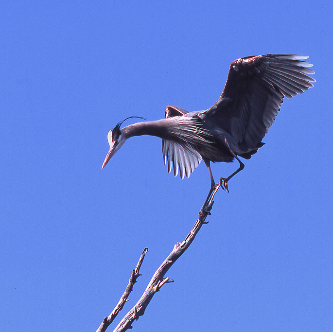 Great Blue Heron