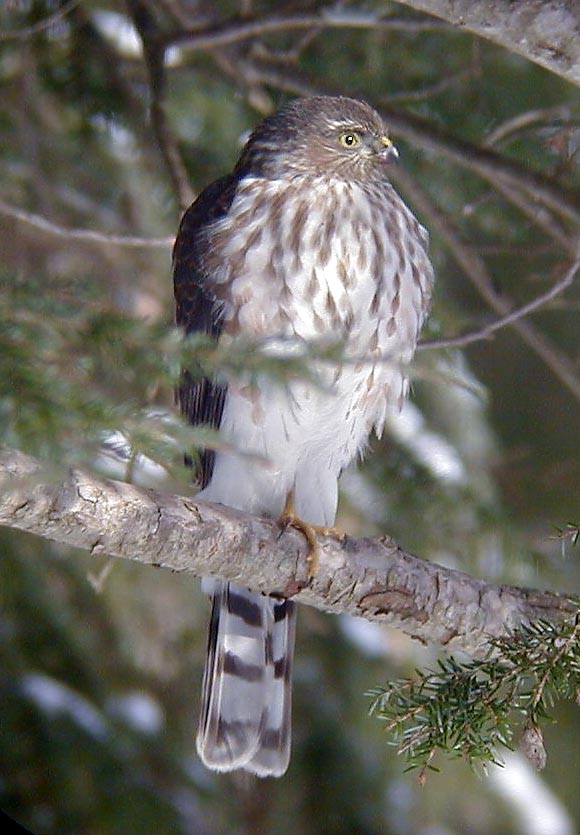 Young Redtail Hawk