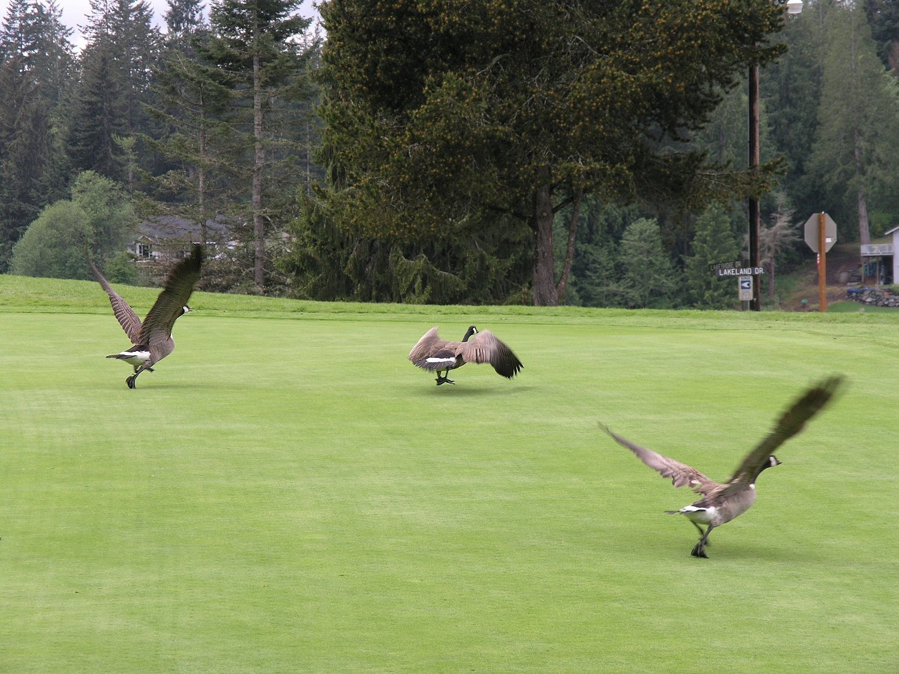 golf course geese