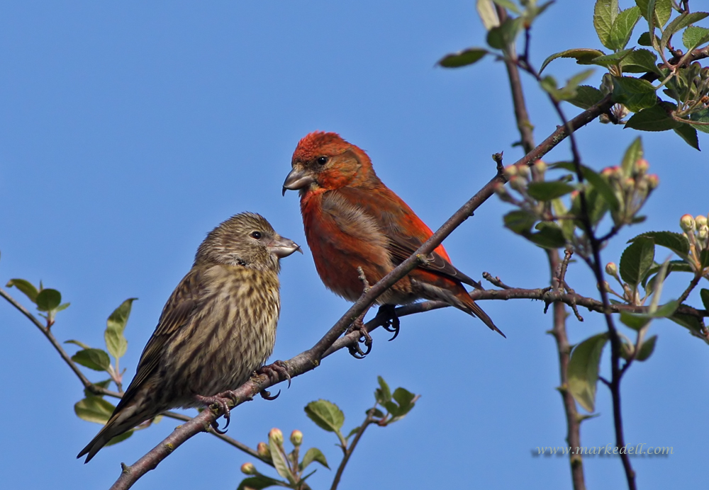 Red Crossbill and mate