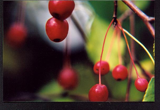 buncha berries