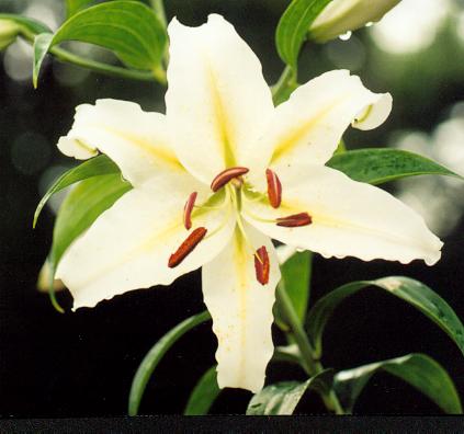 white lily after rain