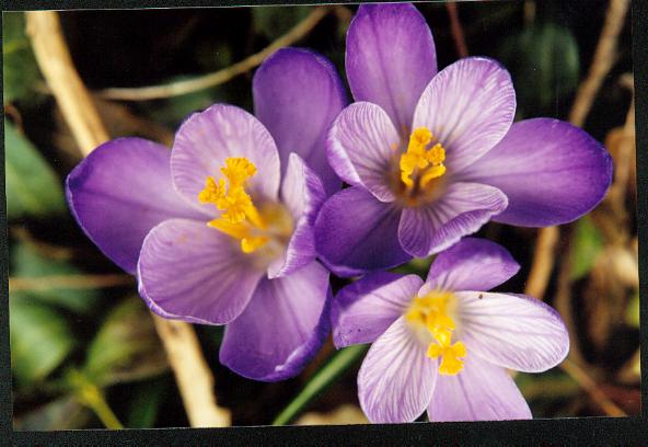 purple crocus