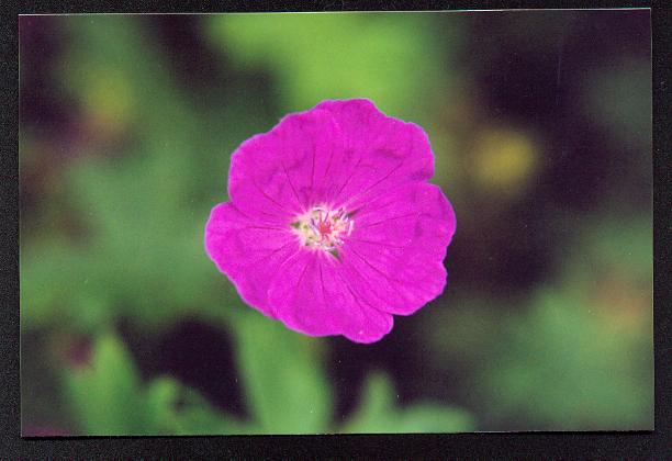 pink flower