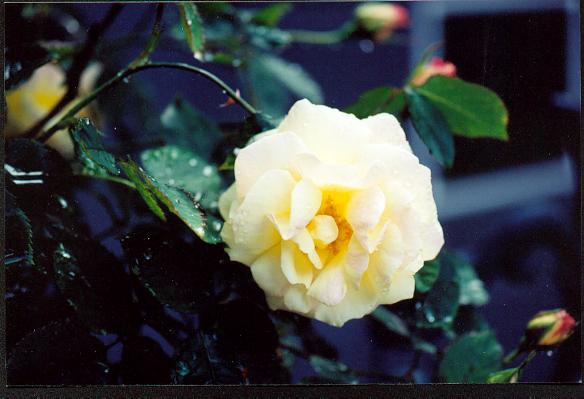 white rose