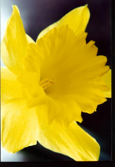 yellow dafodill