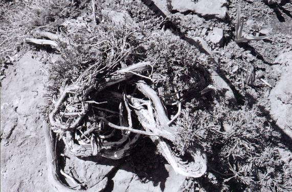 twisted stump