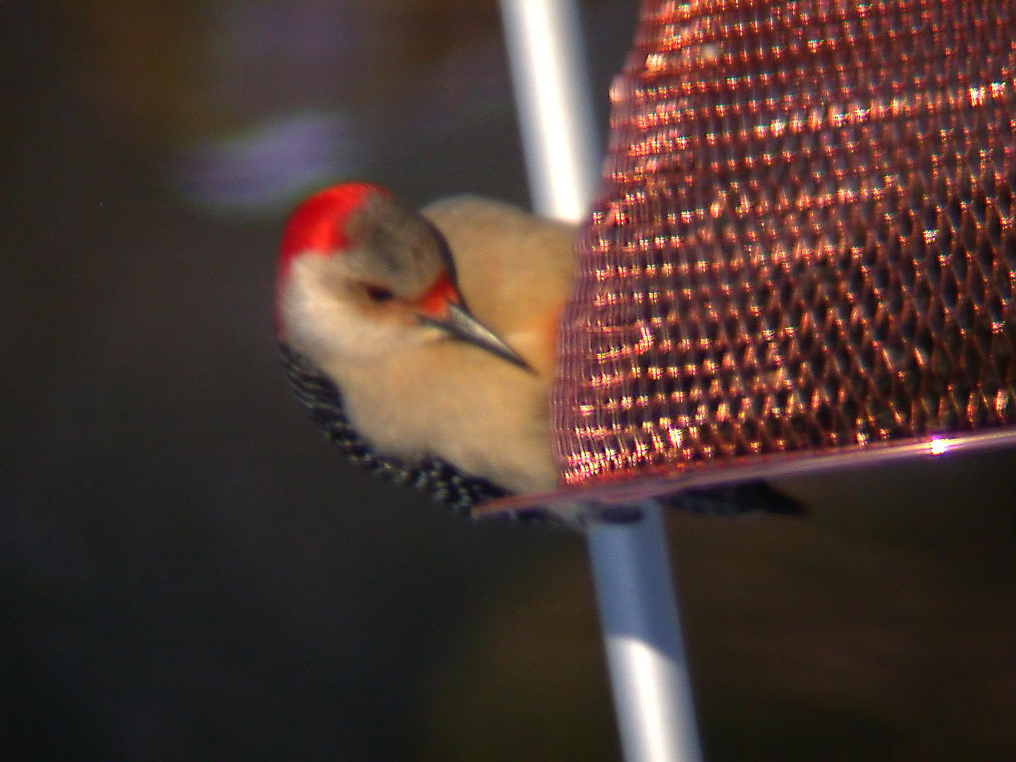 Red Bellied Woodpecker