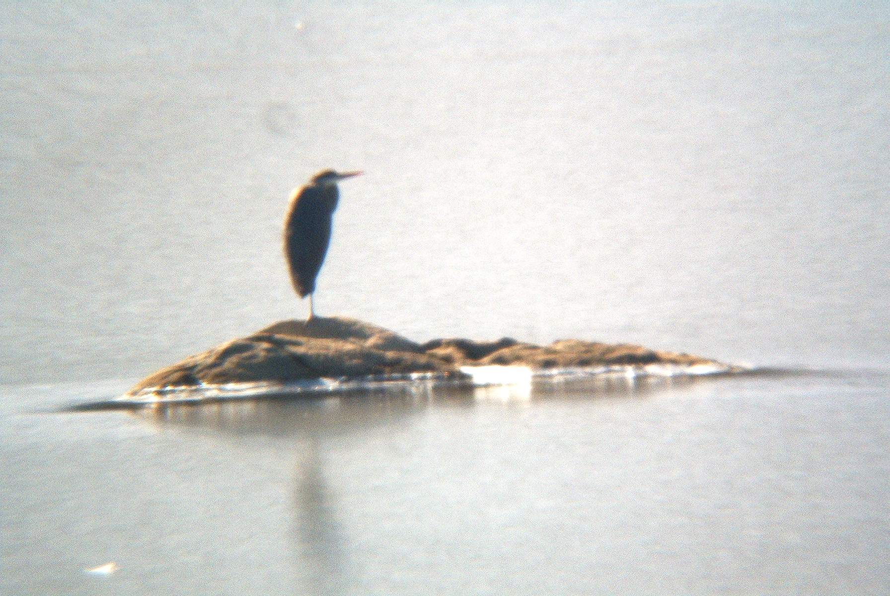 Grt. Blue Heron