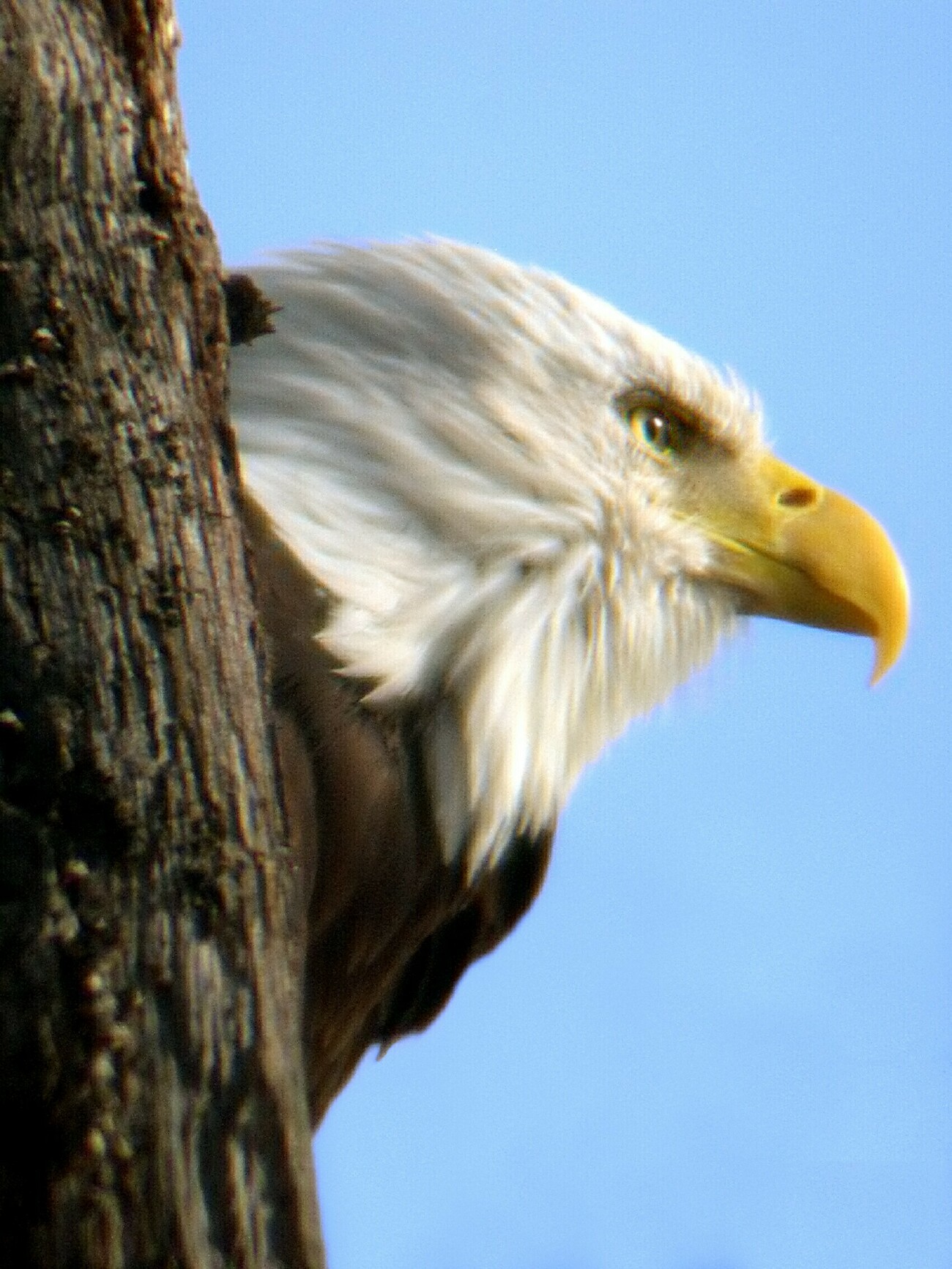 Bald Eagle