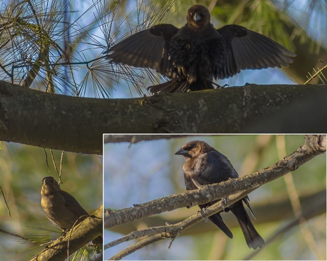 Courtship Display of a Male Brown-Headed Cowbird
