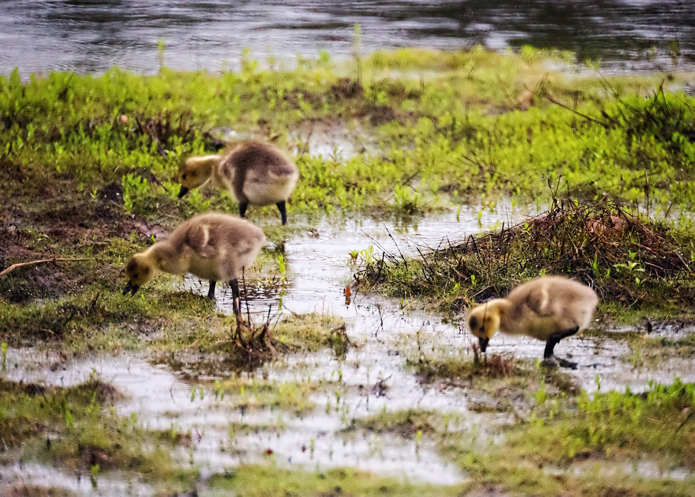 Canada Goose Goslings