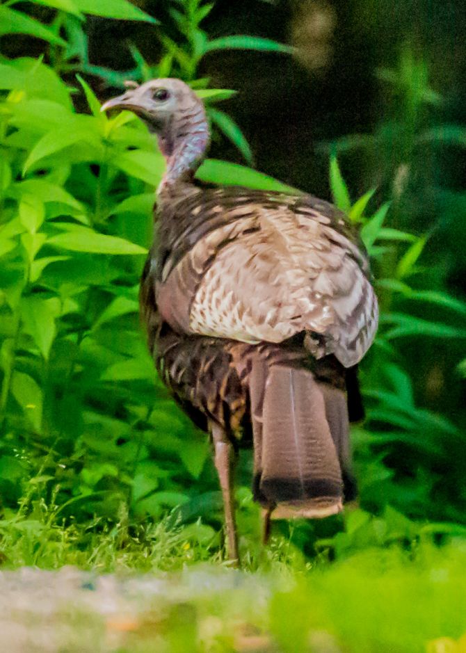 Wild Turkey