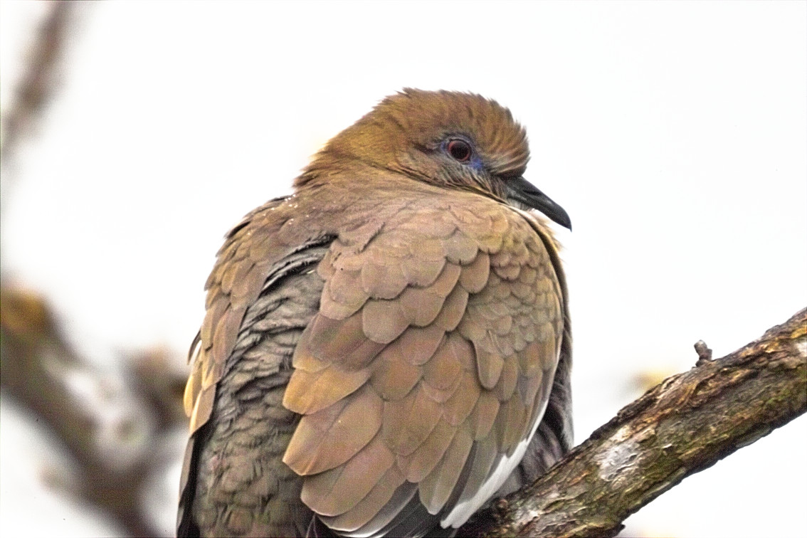 Dove On A Stormy Day