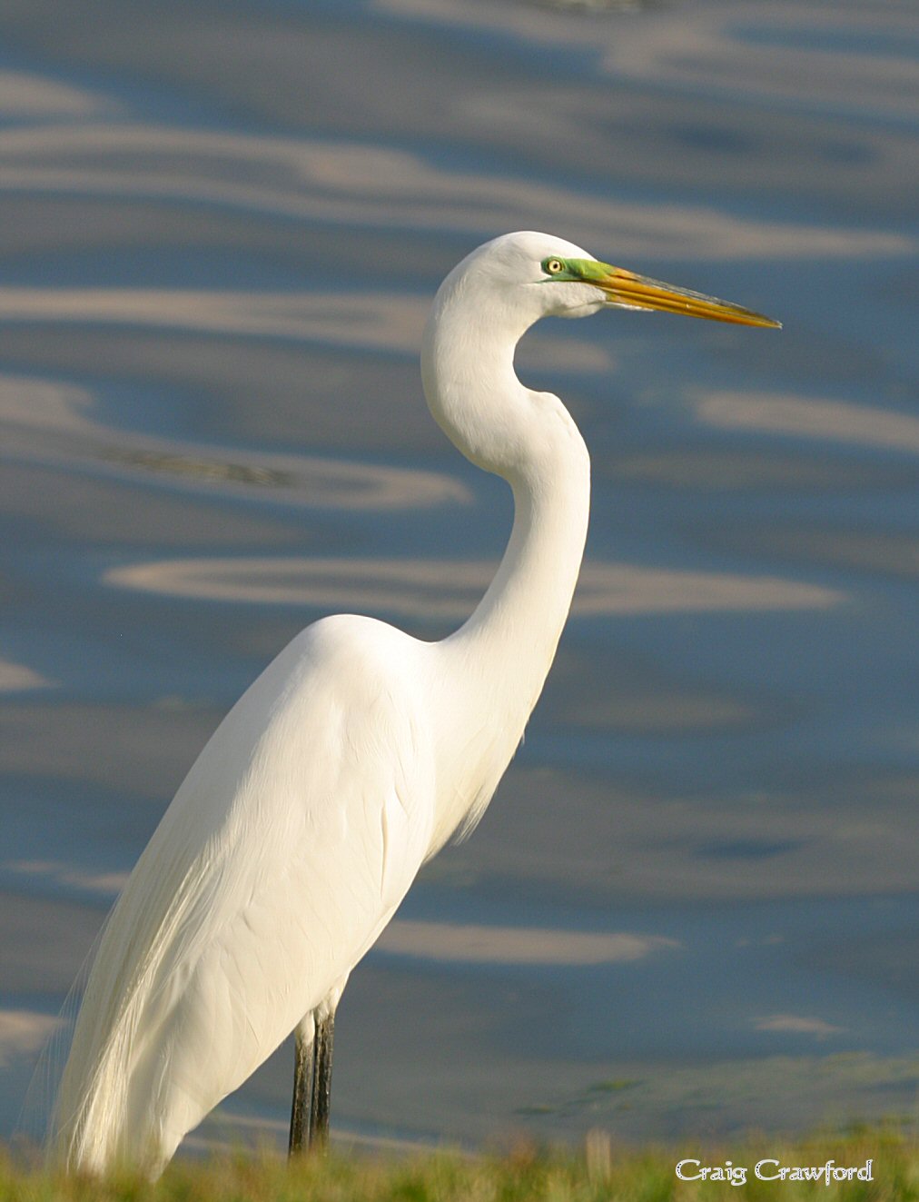 Great Egret