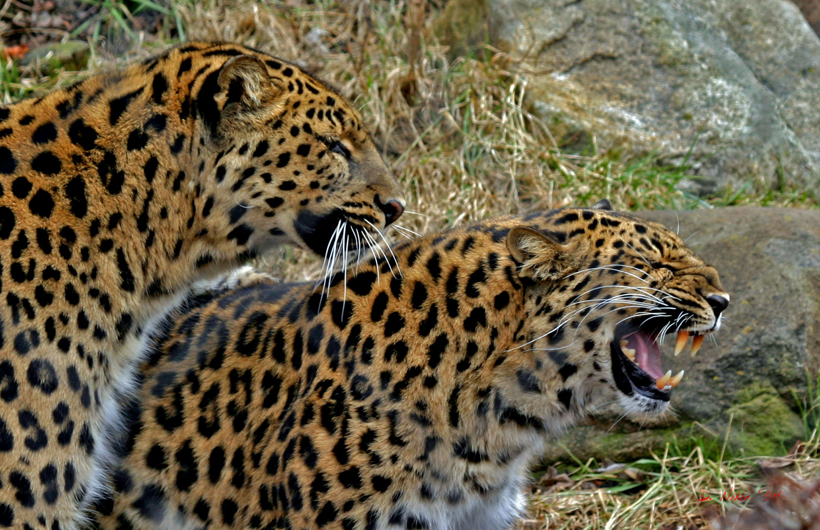 A pair of cats