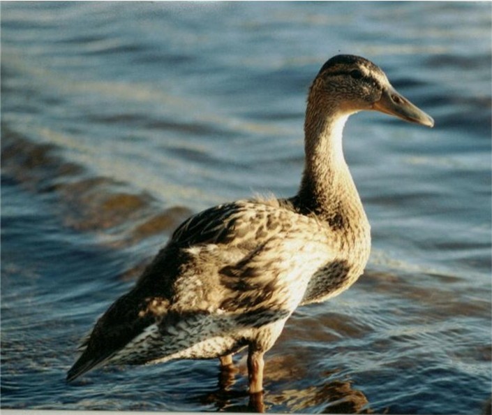Just Ducky