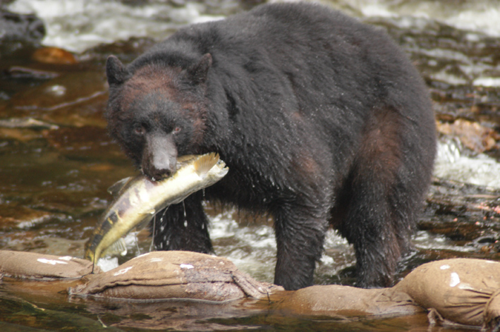Bear catching Salmon