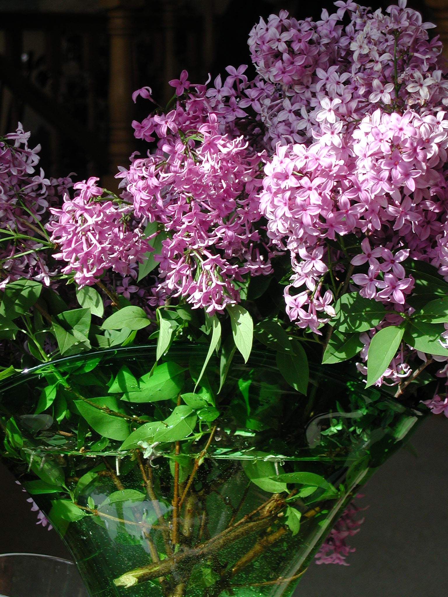 lilac