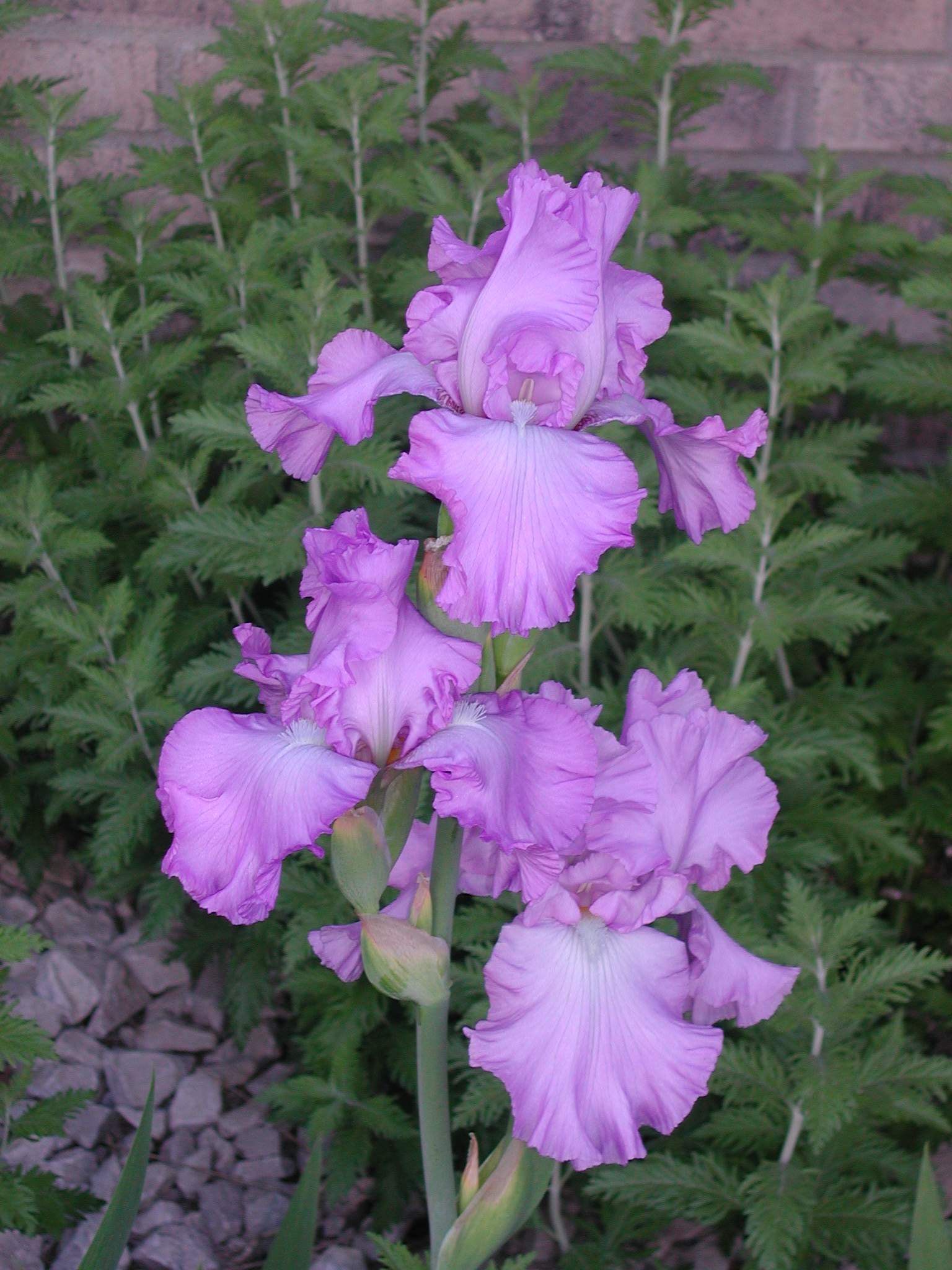 Rare Double Lavendar Iris