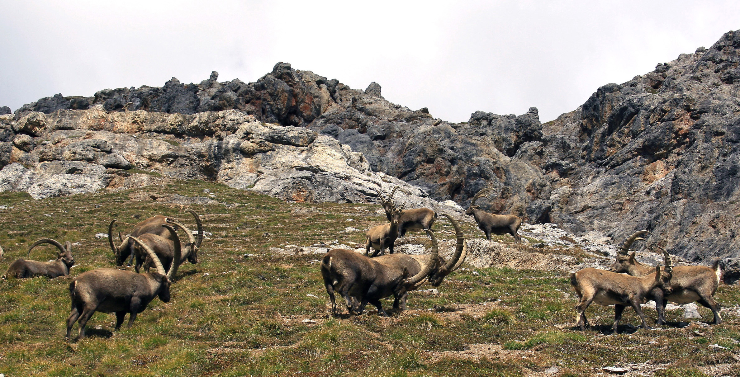 ibex
