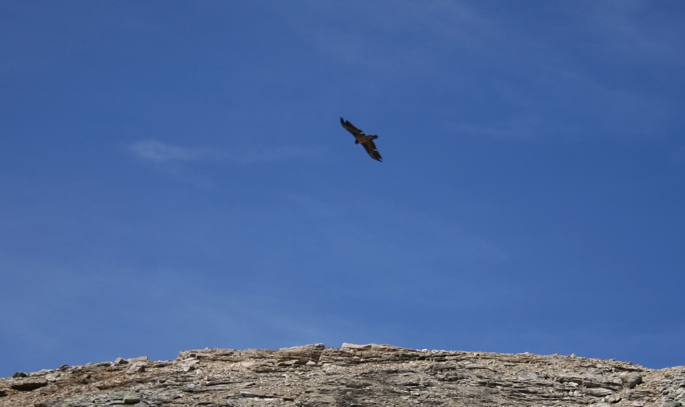 eagle
