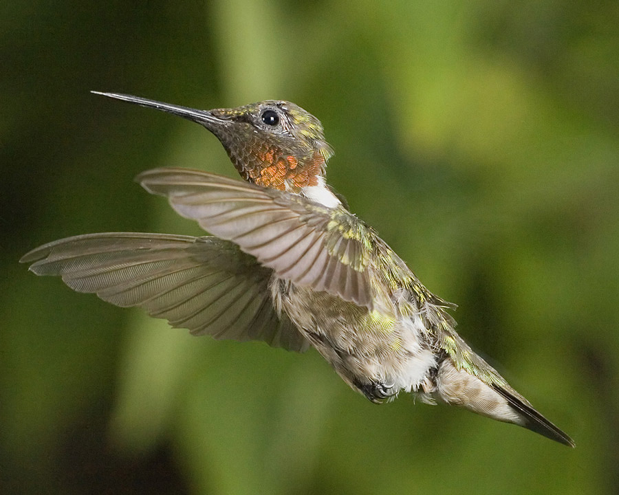 Stop!...those wings