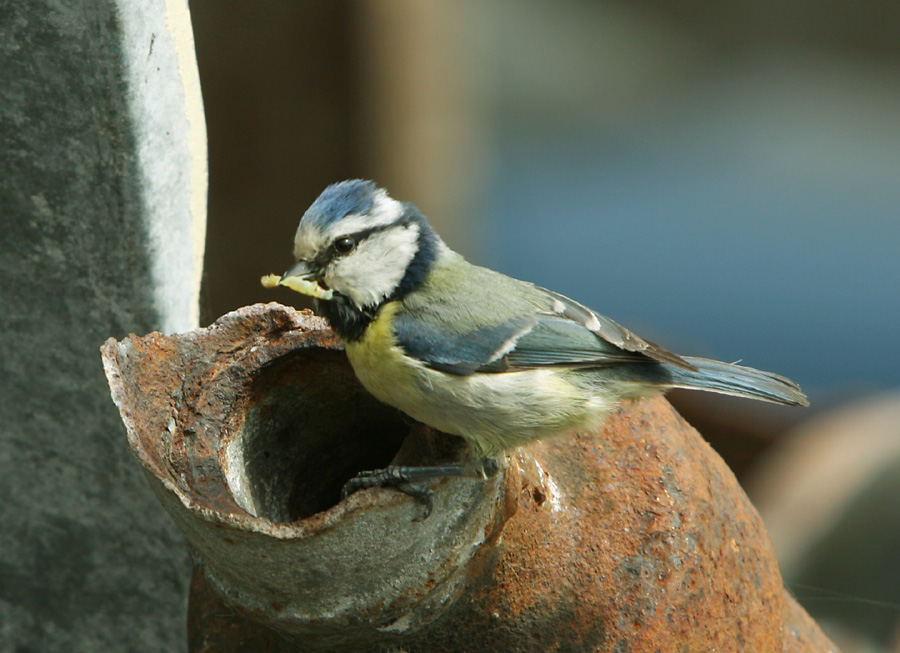 Blue Tit with lunch