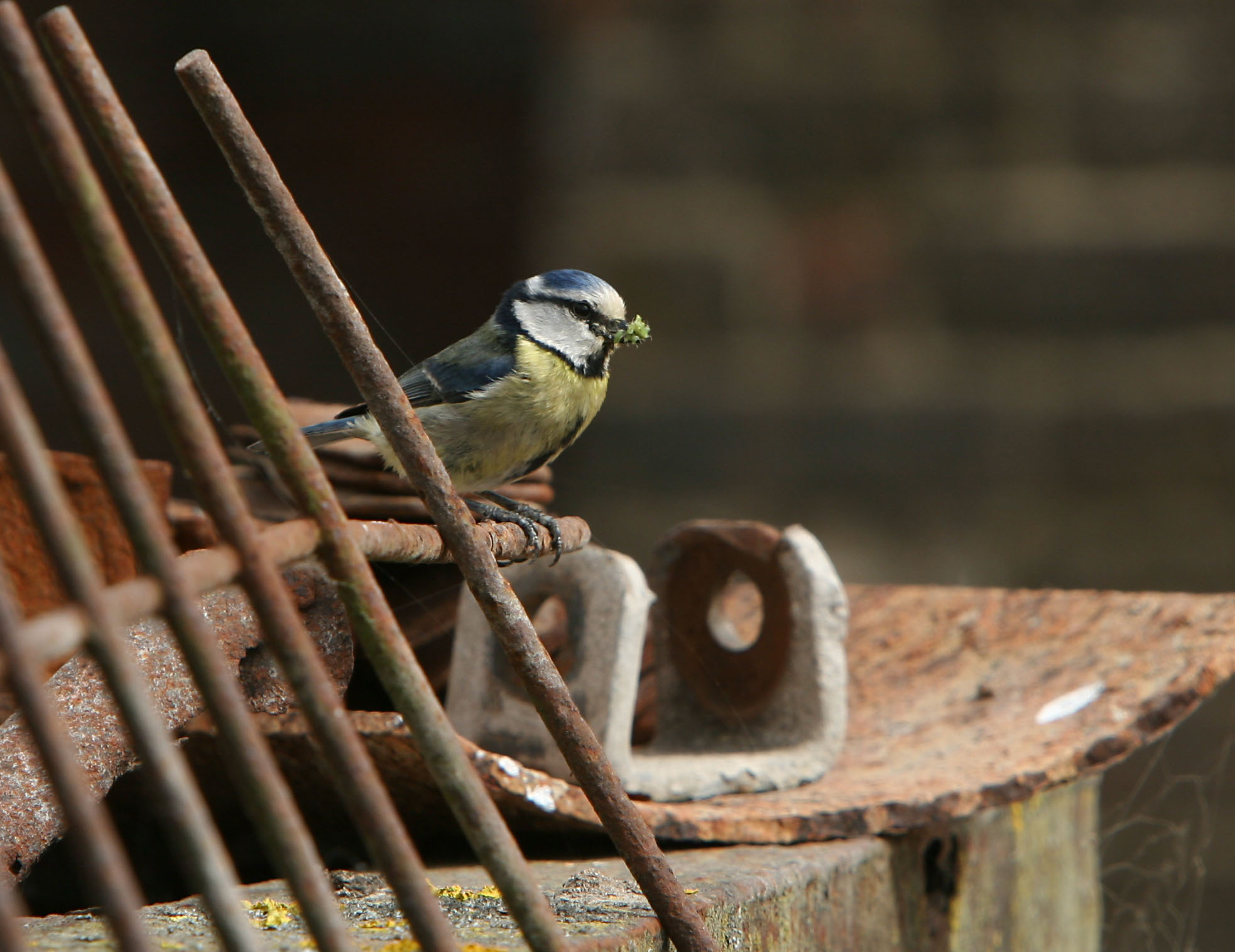 Blue Tit with dinner