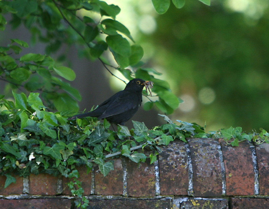 European Blackbird