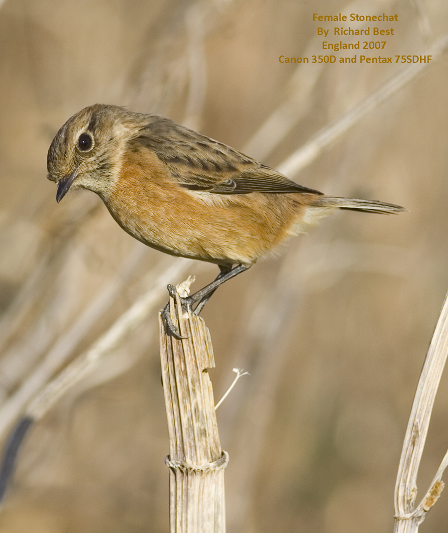 Stonechat