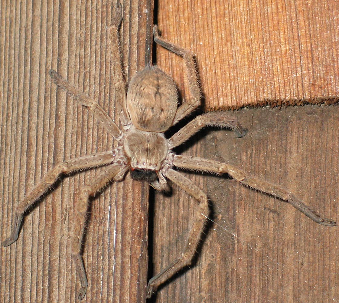 Giant Crab Spider