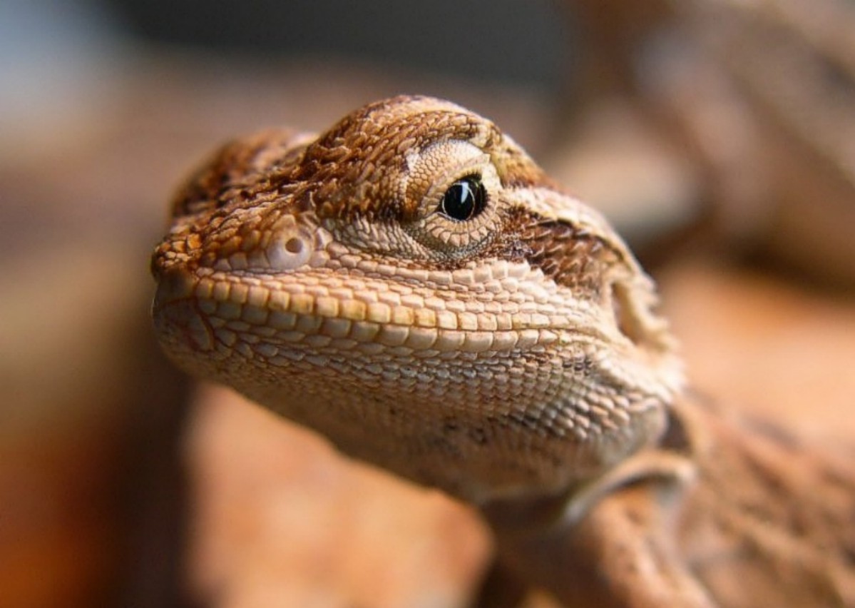 Extreme Close-up