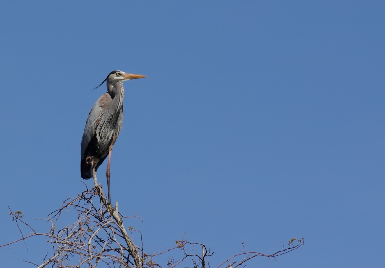 Lookout