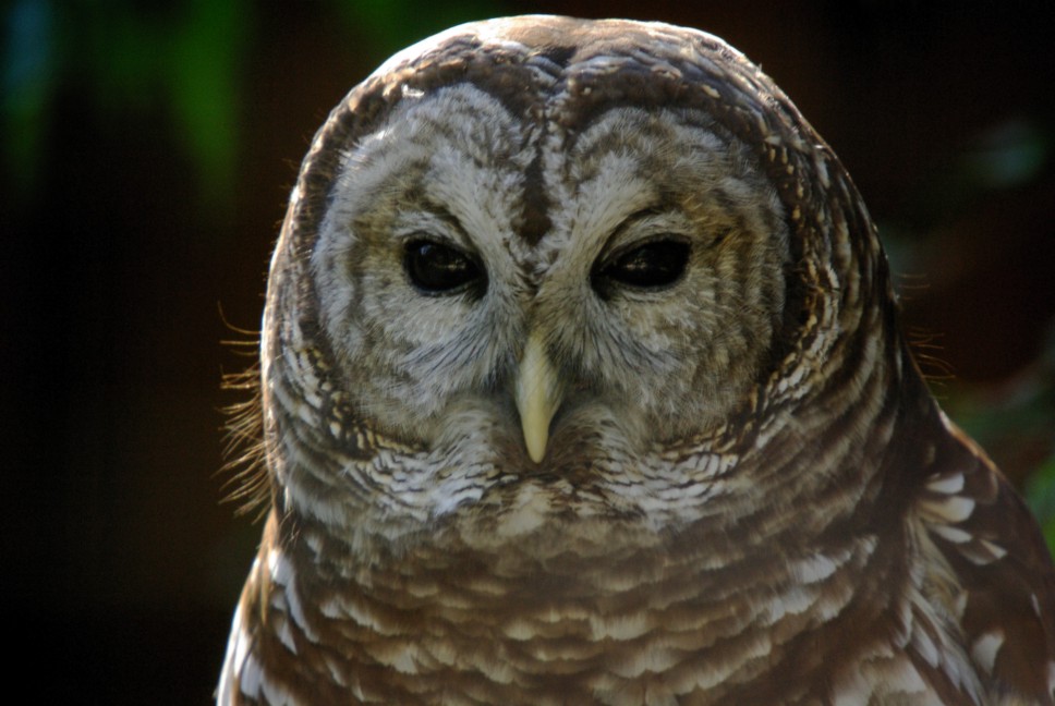 The Wise One