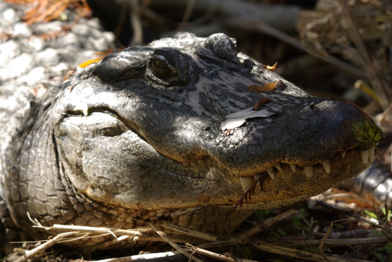 Florida Gator