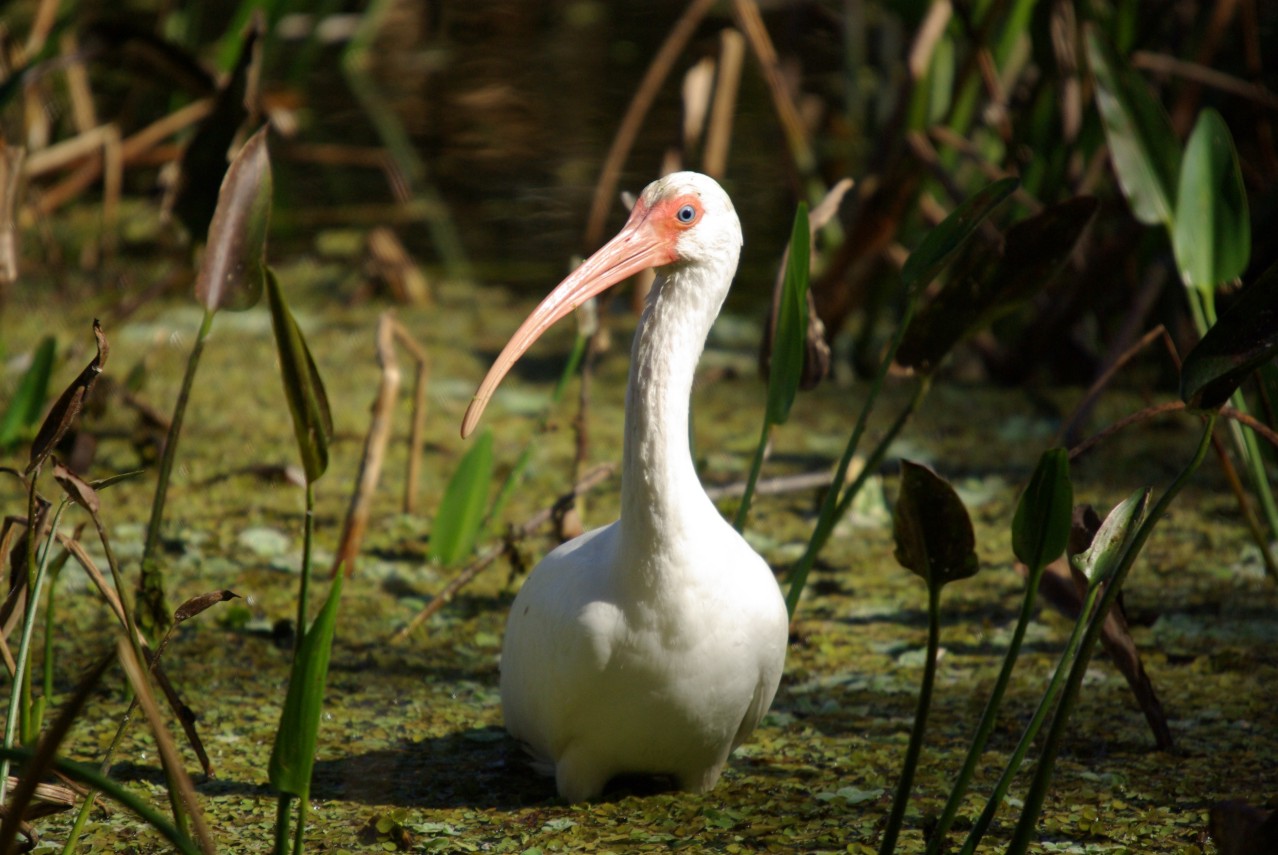 Ibis Pose