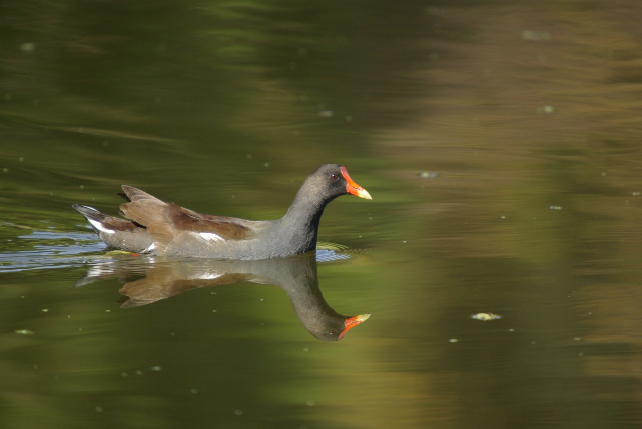 Floating Reflections